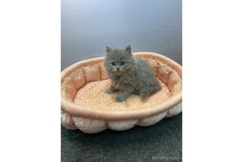 販売中の大阪府のブリティッシュロングヘア-120341の2枚目