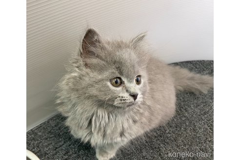 販売中の大阪府のブリティッシュロングヘア-120341の3枚目
