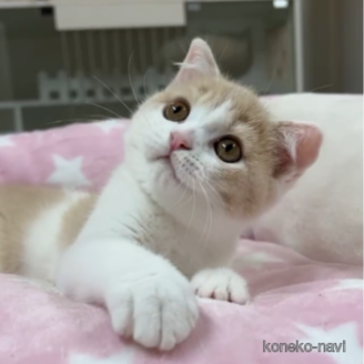 販売中の愛知県のスコティッシュフォールド(折れ耳)-120344