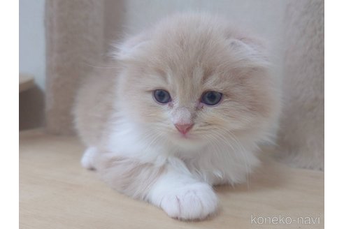 販売中の愛知県のスコティッシュフォールド(折れ耳)-120347の10枚目
