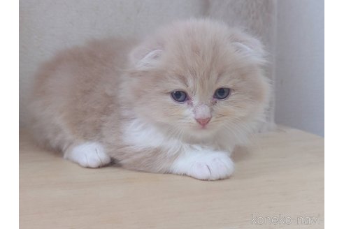 販売中の愛知県のスコティッシュフォールド(折れ耳)-120347の11枚目