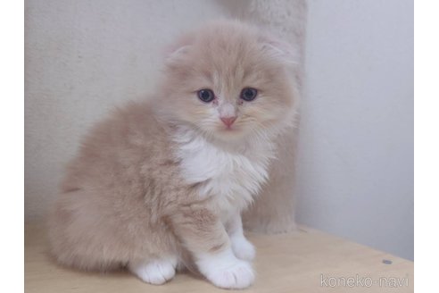 販売中の愛知県のスコティッシュフォールド(折れ耳)-120347の4枚目