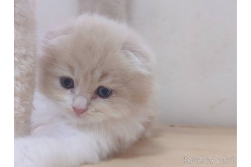 販売中の愛知県のスコティッシュフォールド(折れ耳)-120347の2枚目