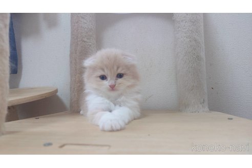 販売中の愛知県のスコティッシュフォールド(折れ耳)-120347の3枚目
