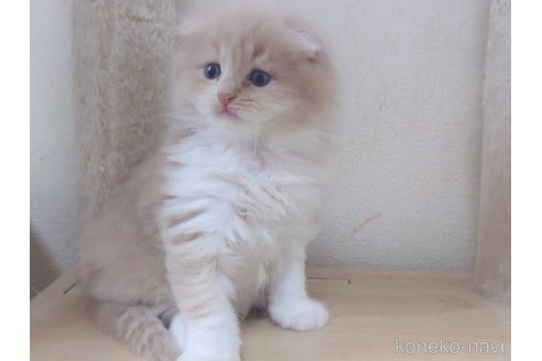 販売中の愛知県のスコティッシュフォールド(折れ耳)-120347の7枚目