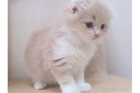 販売中の愛知県のスコティッシュフォールド(折れ耳)-120347の8枚目