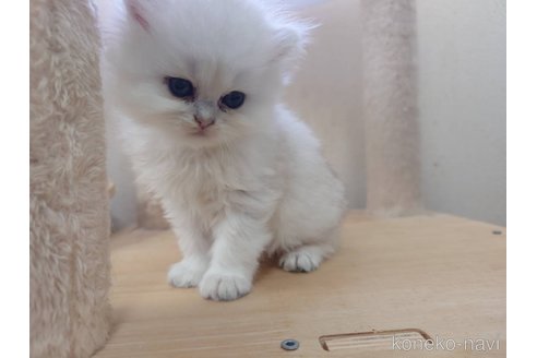 販売中の愛知県のペルシャ(チンチラ)-120348の3枚目