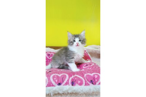 販売中の埼玉県のノルウェージャンフォレストキャット-120349の4枚目
