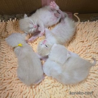 販売中の北海道のマンチカン-120351の3枚目