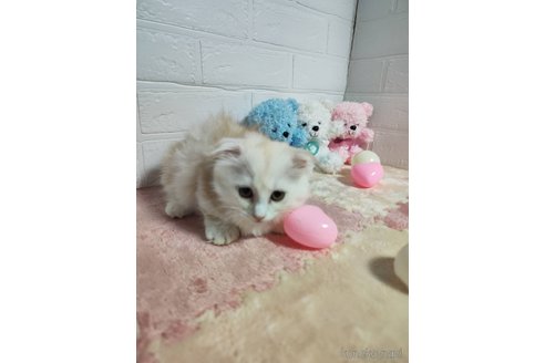 販売中の埼玉県のマンチカン(短足)-120353の6枚目