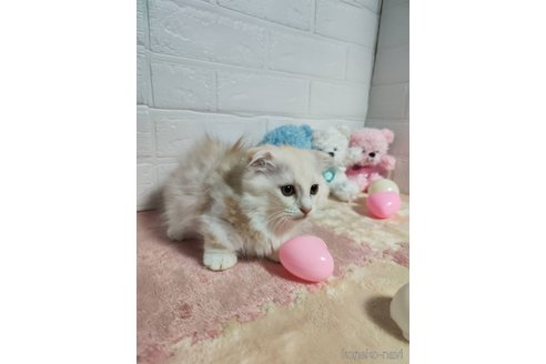 販売中の埼玉県のマンチカン(短足)-120353の5枚目