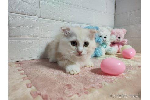販売中の埼玉県のマンチカン(短足)-120353の1枚目