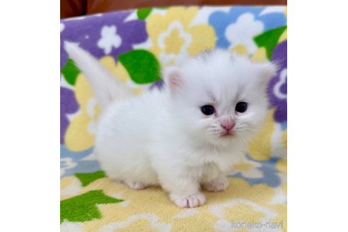 販売中の神奈川県のマンチカン(短足)-120356の2枚目