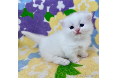 販売中の神奈川県のマンチカン(短足)-120356の3枚目