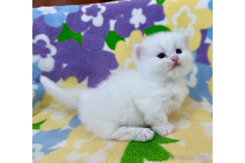 販売中の神奈川県のマンチカン(短足)-120356の4枚目