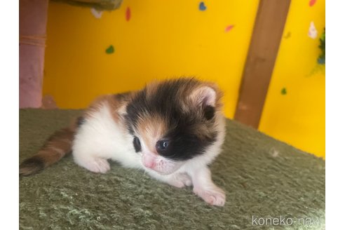 販売中の京都府のメインクーン-120394の3枚目