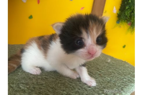 販売中の京都府のメインクーン-120394の2枚目