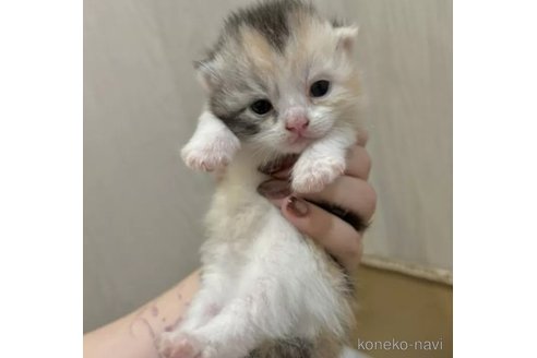 販売中の福岡県のスコティッシュフォールド-120368