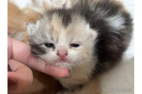 販売中の福岡県のスコティッシュフォールド-120368の2枚目