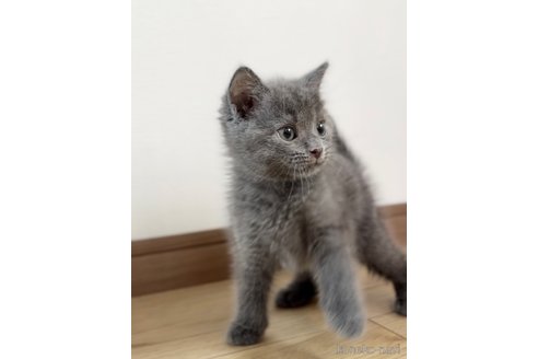 販売中の静岡県のシャルトリュー-120372の4枚目