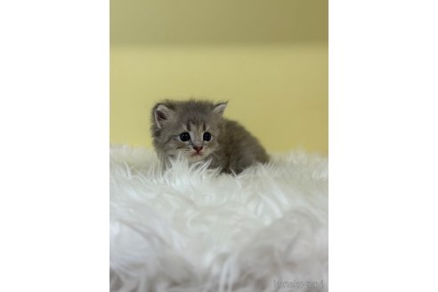 販売中の埼玉県のサイベリアン-120389の3枚目