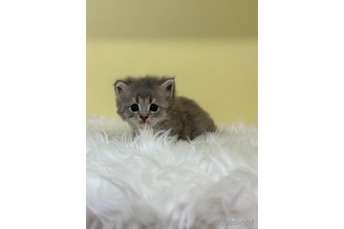 販売中の埼玉県のサイベリアン-120389の4枚目