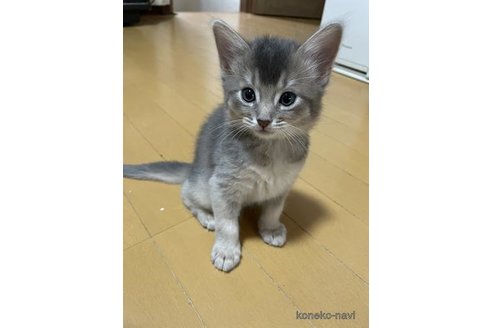 商談中の兵庫県のソマリ-120398の3枚目