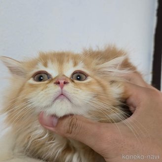 販売中の埼玉県のミヌエット-120399の3枚目