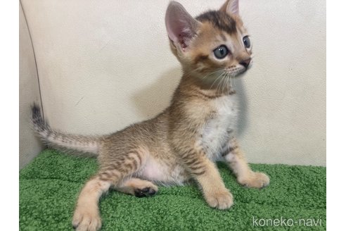 販売中の千葉県のミックス-120404の5枚目