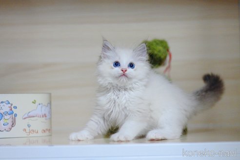 販売中の大阪府のラグドール-120406の4枚目