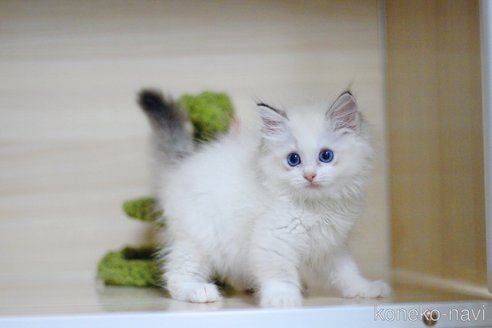 販売中の大阪府のラグドール-120406の6枚目