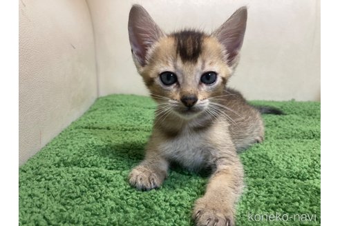 販売中の千葉県のミックス-120408の5枚目