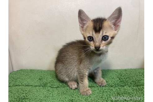 商談中の千葉県のミックス-120409の5枚目