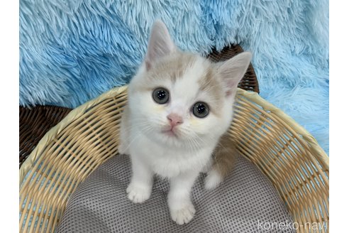 成約済の大阪府のマンチカン-118597の3枚目