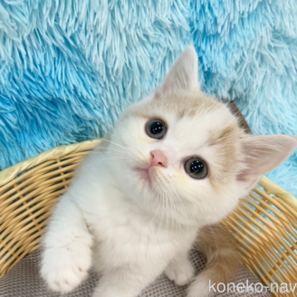 成約済の大阪府のマンチカン-118597の1枚目