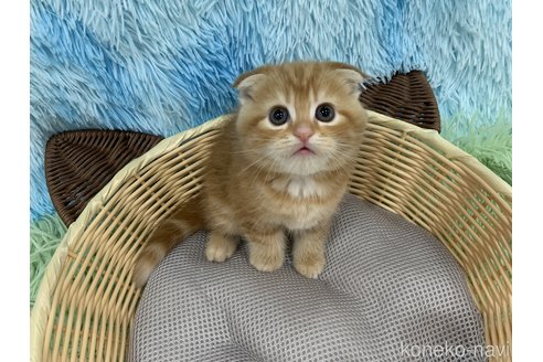 成約済の大阪府のスコティッシュフォールド(折れ耳)-119575の3枚目