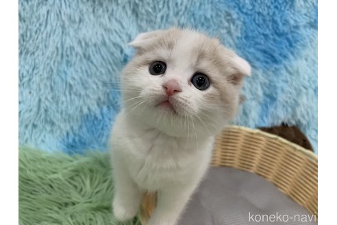 成約済の大阪府のスコティッシュフォールド(折れ耳)-119572の2枚目