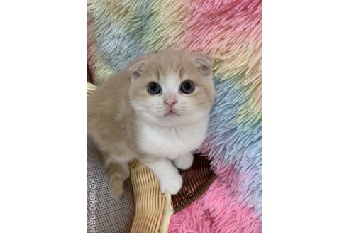 成約済の大阪府のスコティッシュフォールド(折れ耳)-118601の3枚目