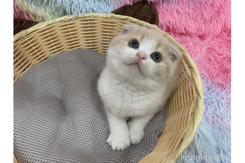 成約済の大阪府のスコティッシュフォールド(折れ耳)-118601の2枚目