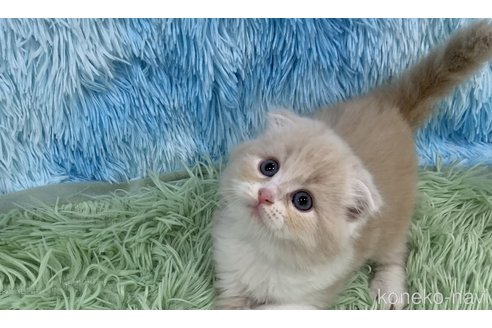 販売中の大阪府のスコティッシュフォールド(折れ耳)-119573の3枚目