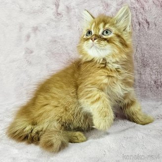 販売中の千葉県のマンチカン-116189の5枚目