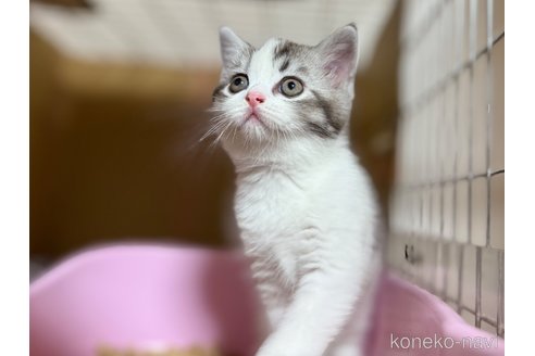 成約済の東京都のスコティッシュフォールド-117176の17枚目