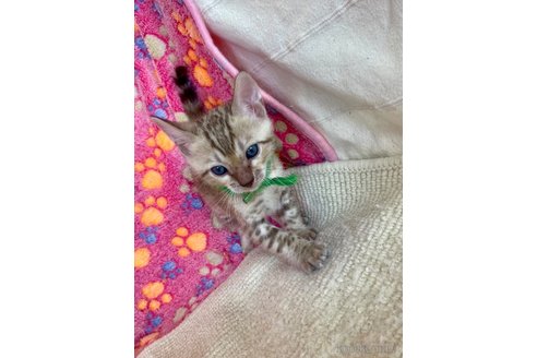販売中の静岡県のベンガル-118731の86枚目