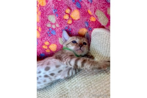 販売中の静岡県のベンガル-118731の89枚目