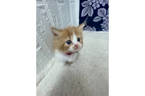 販売中の鳥取県のミヌエット(短足)-120430の11枚目