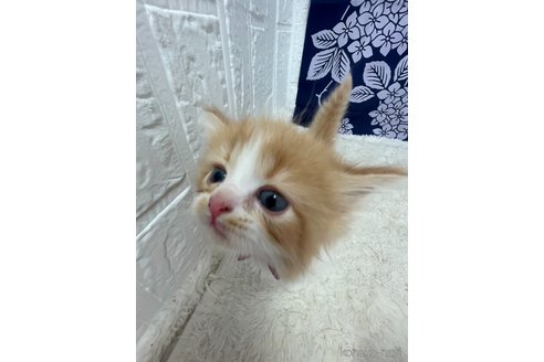販売中の鳥取県のミヌエット(短足)-120430の13枚目
