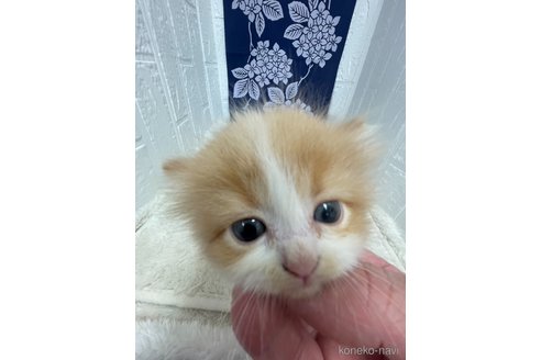 販売中の鳥取県のミヌエット-120431の3枚目