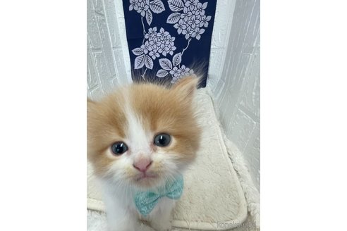 販売中の鳥取県のミヌエット-120431の2枚目