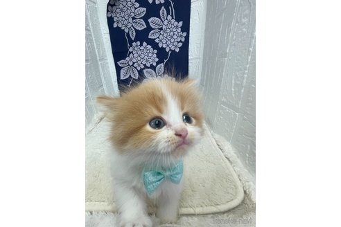 販売中の鳥取県のミヌエット-120431の5枚目