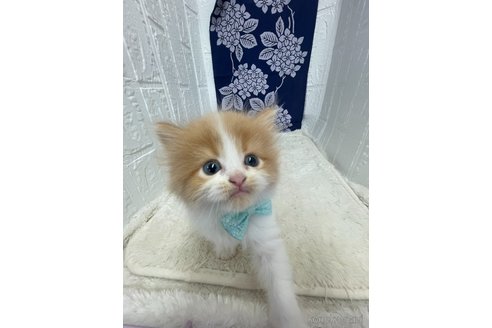 販売中の鳥取県のミヌエット-120431の4枚目